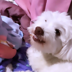 Meet your Posher, Destiny